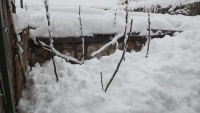 Téliesített füge2.jpg